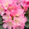 Pink Yellow Rhododendron Plant Live, Azalea Plants, Rhododendron Azalea Bushes Ready To Plant, Full Sun Outdoor Plants