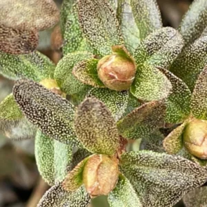 Yellow Rhododendron Plant Live, Azalea Plants, Rhododendron Azalea Bushes Ready To Plant, Live Shrubs for Outdoor Planting