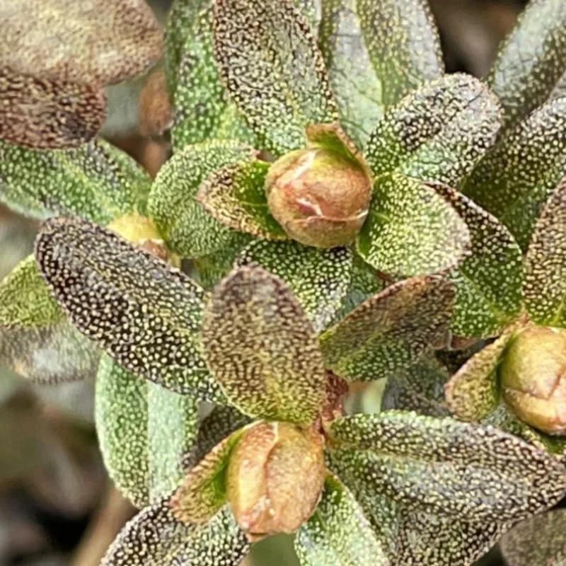 Yellow Rhododendron Plant Live, Azalea Plants, Rhododendron Azalea Bushes Ready To Plant, Live Shrubs for Outdoor Planting