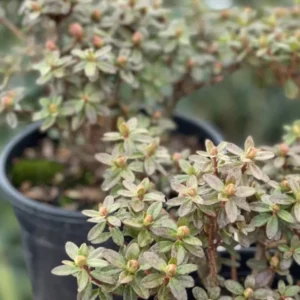 Yellow Rhododendron Plant Live, Azalea Plants, Rhododendron Azalea Bushes Ready To Plant, Live Shrubs for Outdoor Planting