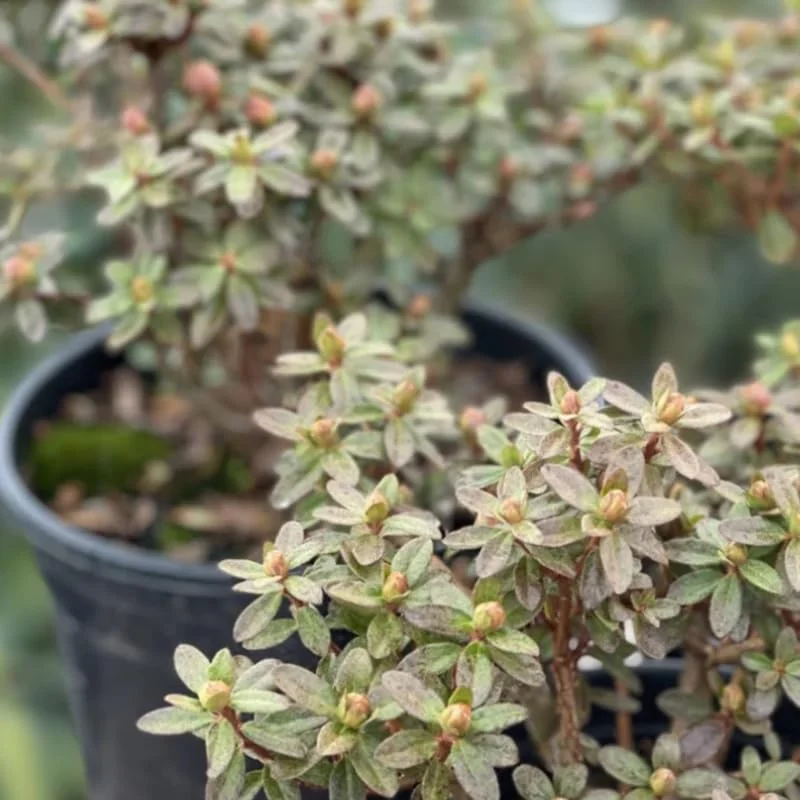 Yellow Rhododendron Plant Live, Azalea Plants, Rhododendron Azalea Bushes Ready To Plant, Live Shrubs for Outdoor Planting