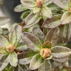 Yellow Rhododendron Plant Live, Azalea Plants, Rhododendron Azalea Bushes Ready To Plant, Live Shrubs for Outdoor Planting