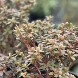 Yellow Rhododendron Plant Live, Azalea Plants, Rhododendron Azalea Bushes Ready To Plant, Live Shrubs for Outdoor Planting