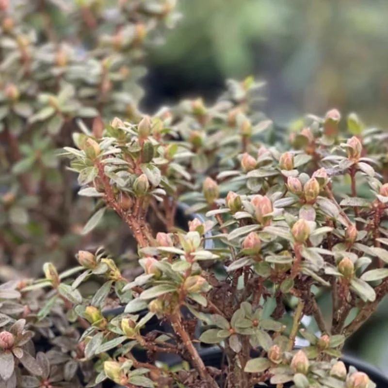 Yellow Rhododendron Plant Live, Azalea Plants, Rhododendron Azalea Bushes Ready To Plant, Live Shrubs for Outdoor Planting