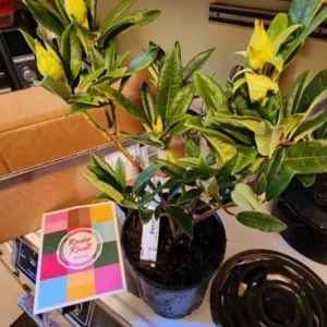 Yellow Rhododendron Plant Live, Azalea Plants, Rhododendron Azalea Bushes Ready To Plant, Live Shrubs for Outdoor Planting