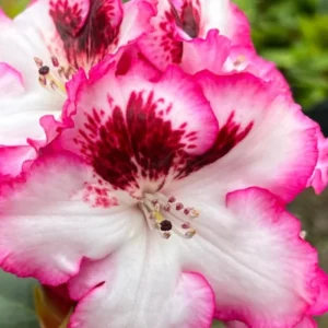 Vivid Pink White Rhododendron Plant Live, Azalea Plants, Rhododendron Azalea Bushes Ready To Plant, Live Shrubs for Outdoor Planting