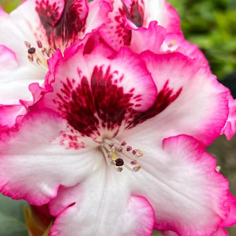 Vivid Pink White Rhododendron Plant Live, Azalea Plants, Rhododendron Azalea Bushes Ready To Plant, Live Shrubs for Outdoor Planting