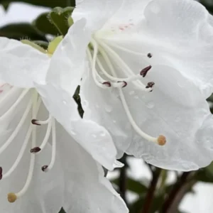 White Rhododendron Plant Live, Azalea Plants, Rhododendron Azalea Bushes Ready To Plant, Live Shrubs for Outdoor Planting
