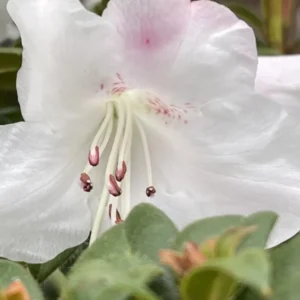 White Rhododendron Plant Live, Azalea Plants, Rhododendron Azalea Bushes Ready To Plant, Live Shrubs for Outdoor Planting