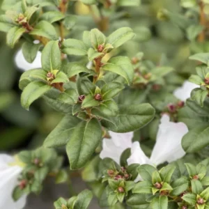 White Rhododendron Plant Live, Azalea Plants, Rhododendron Azalea Bushes Ready To Plant, Live Shrubs for Outdoor Planting