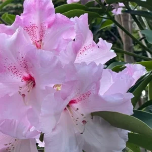 Light Pink Blossoms Rhododendron Plant Live, Azalea Plants, Rhododendron Azalea Bushes Ready To Plant, Live Shrubs for Outdoor Planting