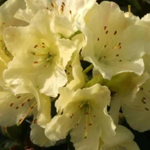Yellow Rhododendron Plant Live, Azalea Plants, Rhododendron Azalea Bushes Ready To Plant, Live Shrubs for Outdoor Planting