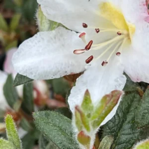 Pink Fragrant Rhododendron Plant Live, Azalea Plants, Rhododendron Azalea Bushes Ready To Plant, Live Shrubs for Outdoor Planting