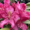 Dark Purple-Red Rhododendron Plant Live, Azalea Plants, Rhododendron Azalea Bushes Ready To Plant, Live Shrubs for Outdoor Planting