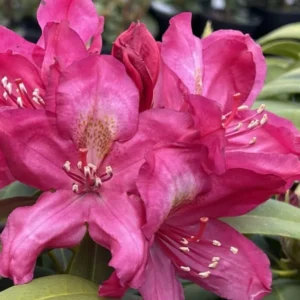 Dark Purple-Red Rhododendron Plant Live, Azalea Plants, Rhododendron Azalea Bushes Ready To Plant, Live Shrubs for Outdoor Planting