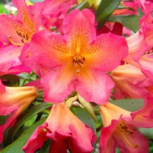 Reddish-Orange Golden In Center Color Rhododendron Live Plant Shrubs for Outdoor Planting, Azalea Bushes Ready To Plant, Fragrant Rhododendron Plant Live