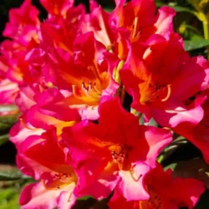 Reddish-Orange Golden In Center Color Rhododendron Live Plant Shrubs for Outdoor Planting, Azalea Bushes Ready To Plant, Fragrant Rhododendron Plant Live