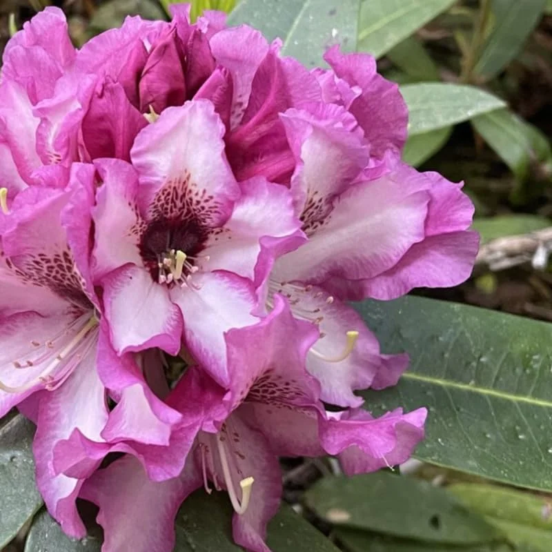 Rich Purple Rhododendron Live Plant Shrubs for Outdoor Planting, Azalea Bushes Ready To Plant, Fragrant Rhododendron Plant Live