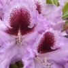 Pink Rhododendron Live Plant Shrubs for Outdoor Planting, Azalea Bushes Ready To Plant, Fragrant Rhododendron Plant Live