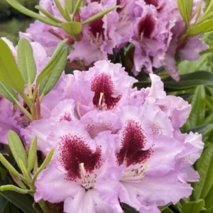 Pink Rhododendron Live Plant Shrubs for Outdoor Planting, Azalea Bushes Ready To Plant, Fragrant Rhododendron Plant Live