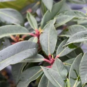 Large Red Flower Rhododendron Live Plant Shrubs for Outdoor Planting, Azalea Bushes Ready To Plant, Fragrant Rhododendron Plant Live