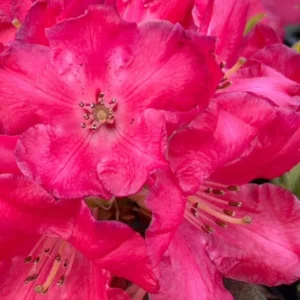 Large Red Flower Rhododendron Live Plant Shrubs for Outdoor Planting, Azalea Bushes Ready To Plant, Fragrant Rhododendron Plant Live