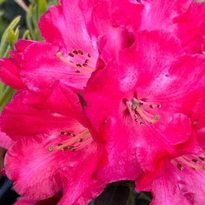 Large Red Flower Rhododendron Live Plant Shrubs for Outdoor Planting, Azalea Bushes Ready To Plant, Fragrant Rhododendron Plant Live