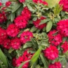 Bright Red Rhododendron Live Plant Shrubs for Outdoor Planting, Azalea Bushes Ready To Plant, Fragrant Rhododendron Plant Live