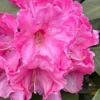 Dwarf Deep Reddish-Pink Rhododendron Live Plant Shrubs for Outdoor Planting, Azalea Bushes Ready To Plant, Fragrant Rhododendron Plant Live