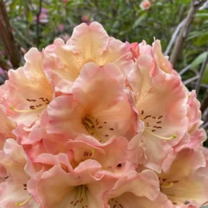 Yellow Cream Rhododendron Live Plant Shrubs for Outdoor Planting, Azalea Bushes Ready To Plant, Fragrant Rhododendron Plant Live