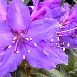 Deep Violet-Blue Rhododendron Live Plant Shrubs for Outdoor Planting, Azalea Bushes Ready To Plant, Fragrant Rhododendron Plant Live