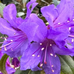 Deep Violet-Blue Rhododendron Live Plant Shrubs for Outdoor Planting, Azalea Bushes Ready To Plant, Fragrant Rhododendron Plant Live