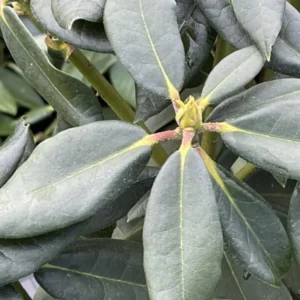 Red Rhododendron Live Plant Shrubs for Outdoor Planting, Azalea Bushes Ready To Plant, Fragrant Rhododendron Plant Live