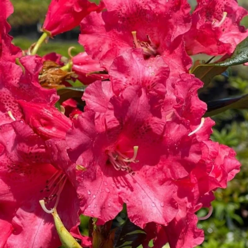 Red Rhododendron Live Plant Shrubs for Outdoor Planting, Azalea Bushes Ready To Plant, Fragrant Rhododendron Plant Live