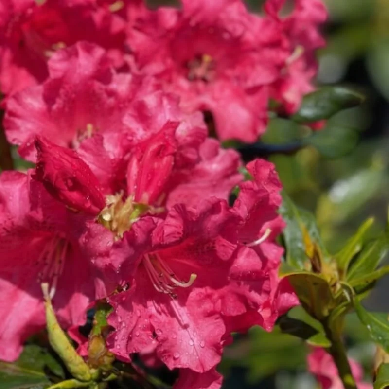 Red Rhododendron Live Plant Shrubs for Outdoor Planting, Azalea Bushes Ready To Plant, Fragrant Rhododendron Plant Live
