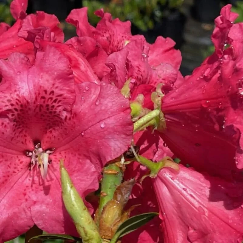 Red Rhododendron Live Plant Shrubs for Outdoor Planting, Azalea Bushes Ready To Plant, Fragrant Rhododendron Plant Live
