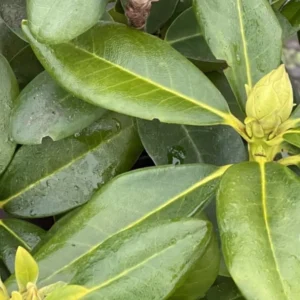 Lavender Color Rhododendron Live Plant Shrubs for Outdoor Planting, Azalea Bushes Ready To Plant, Fragrant Rhododendron Plant Live