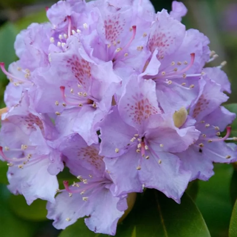 Lavender Color Rhododendron Live Plant Shrubs for Outdoor Planting, Azalea Bushes Ready To Plant, Fragrant Rhododendron Plant Live