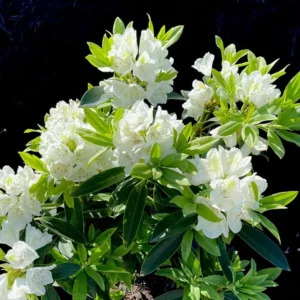 1-2Yrs Old Rhododendron Plants Live In Pot, Rhododendron Azale Bush Shrub Tree Plant, White