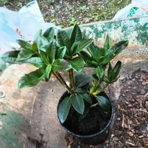 1-2Yrs Old Rhododendron Plants Live In Pot, Rhododendron Azale Bush Shrub Tree Plant, Yellow