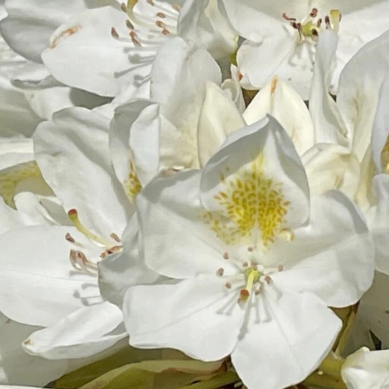 1-2Yrs Old Rhododendron Plants Live In Pot, Rhododendron Azale Bush Shrub Tree Plant, White