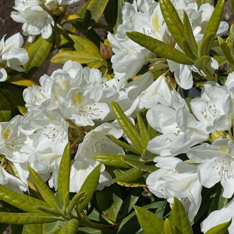 1-2Yrs Old Rhododendron Plants Live In Pot, Rhododendron Azale Bush Shrub Tree Plant, White