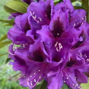 1-2Yrs Old Rhododendron Plants Live In Pot, Rhododendron Azale Bush Shrub Tree Plant, Purple Burgundy