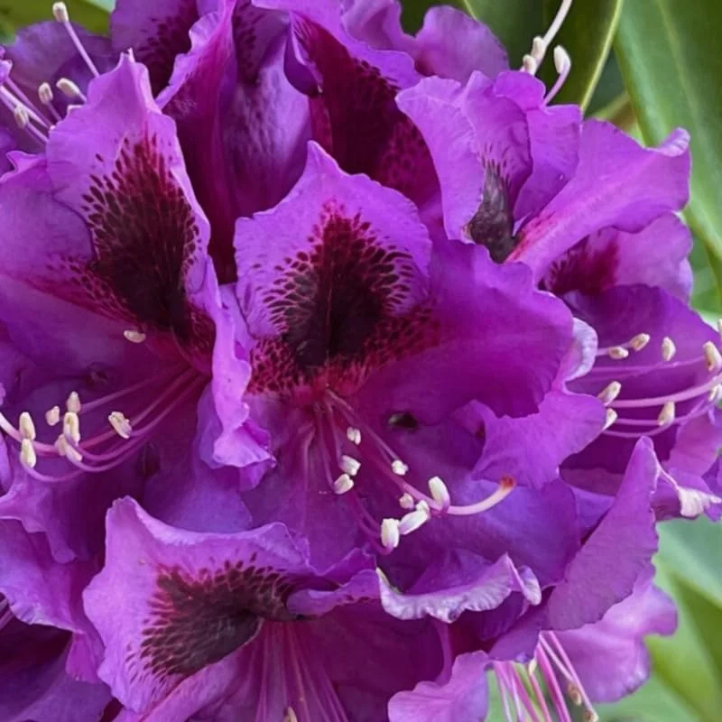 1-2Yrs Old Rhododendron Plants Live In Pot, Rhododendron Azale Bush Shrub Tree Plant, Purple Burgundy