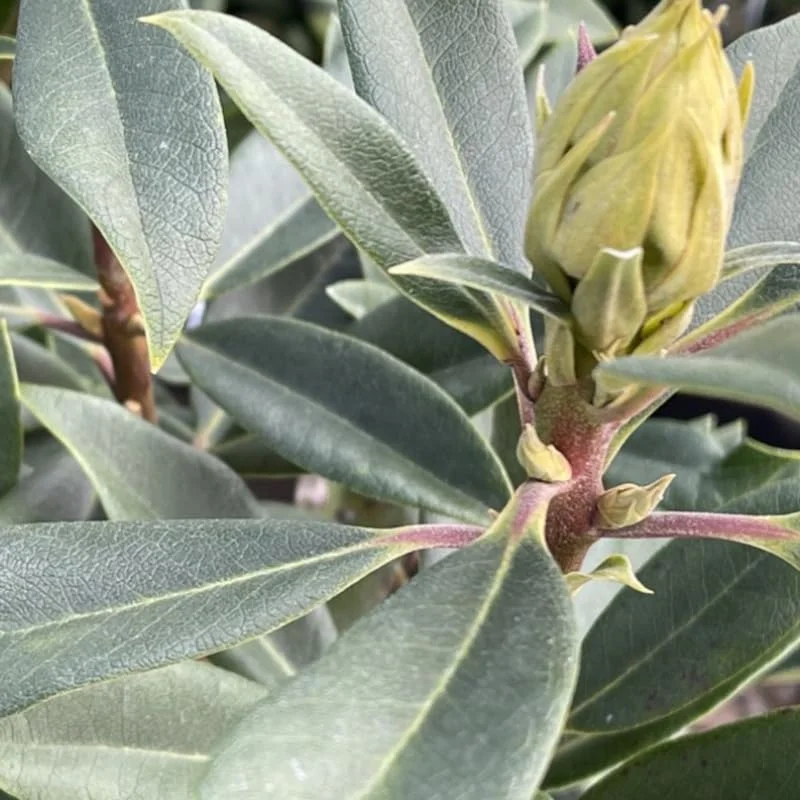 1-2Yrs Old Rhododendron Plants Live In Pot, Rhododendron Azale Bush Shrub Tree Plant, Purple Burgundy