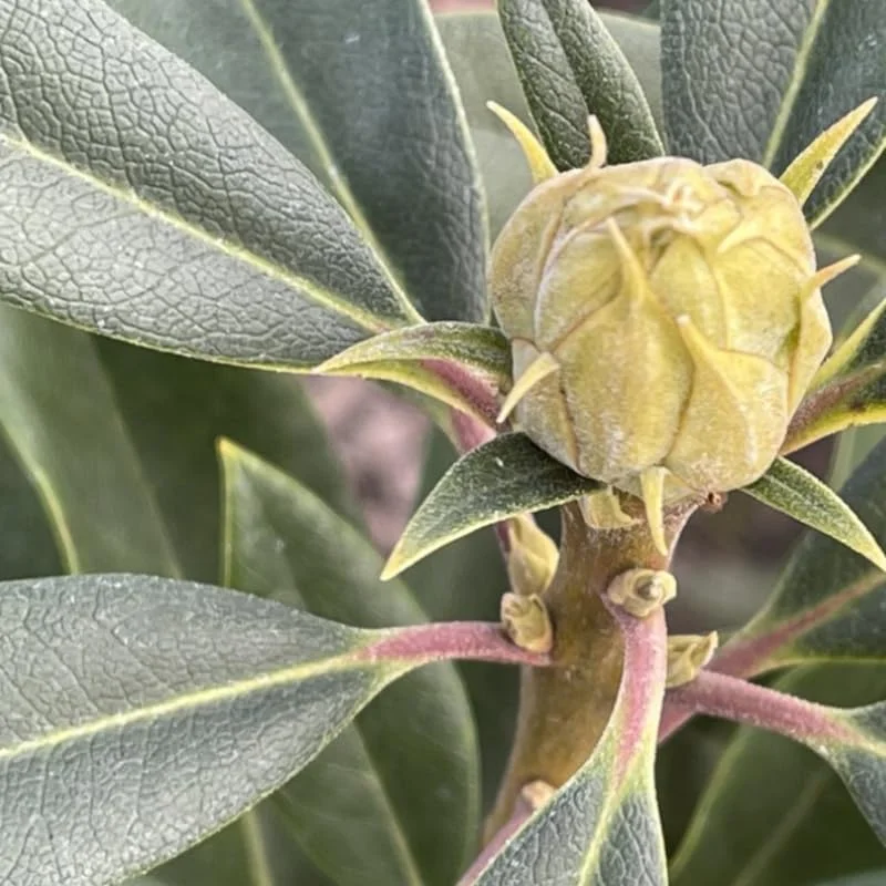 1-2Yrs Old Rhododendron Plants Live In Pot, Rhododendron Azale Bush Shrub Tree Plant, Purple Burgundy
