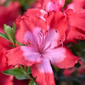 1-2Yrs Old Rhododendron Plants Live In Pot, Rhododendron Azale Bush Shrub Tree Plant, Vibrant Bright Red Pink