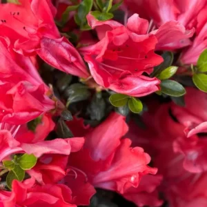 1-2Yrs Old Rhododendron Plants Live In Pot, Rhododendron Azale Bush Shrub Tree Plant, Vibrant Bright Red Pink