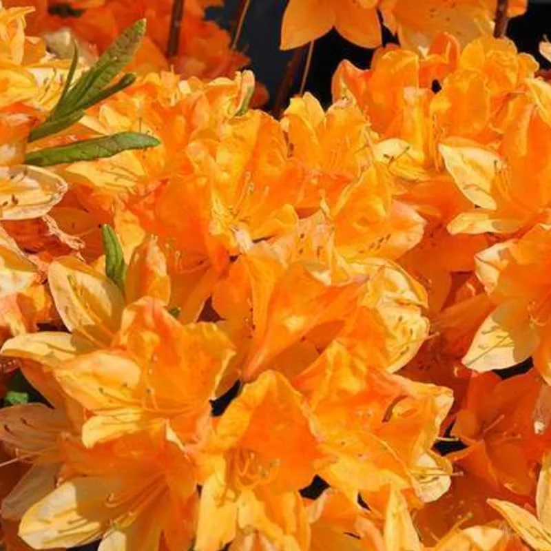 1-2Yrs Old Rhododendron Plants Live In Pot, Rhododendron Azale Bush Shrub Tree Plant, Vibrant Orange