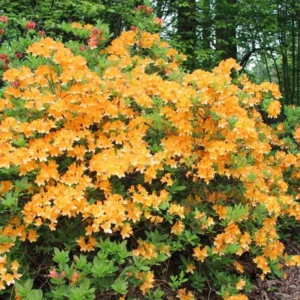 1-2Yrs Old Rhododendron Plants Live In Pot, Rhododendron Azale Bush Shrub Tree Plant, Vibrant Orange